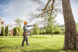 Best Palm Tree Trimming  in Desoto Lakes, FL